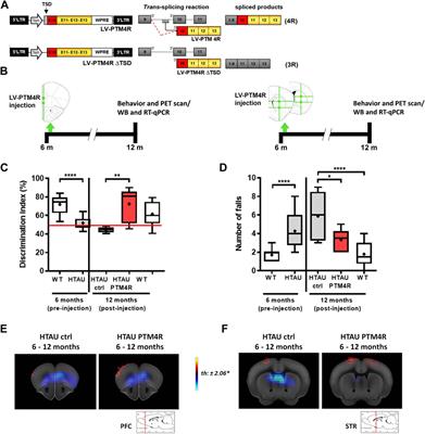 SMaRT modulation of tau isoforms rescues cognitive and motor impairments in a preclinical model of tauopathy